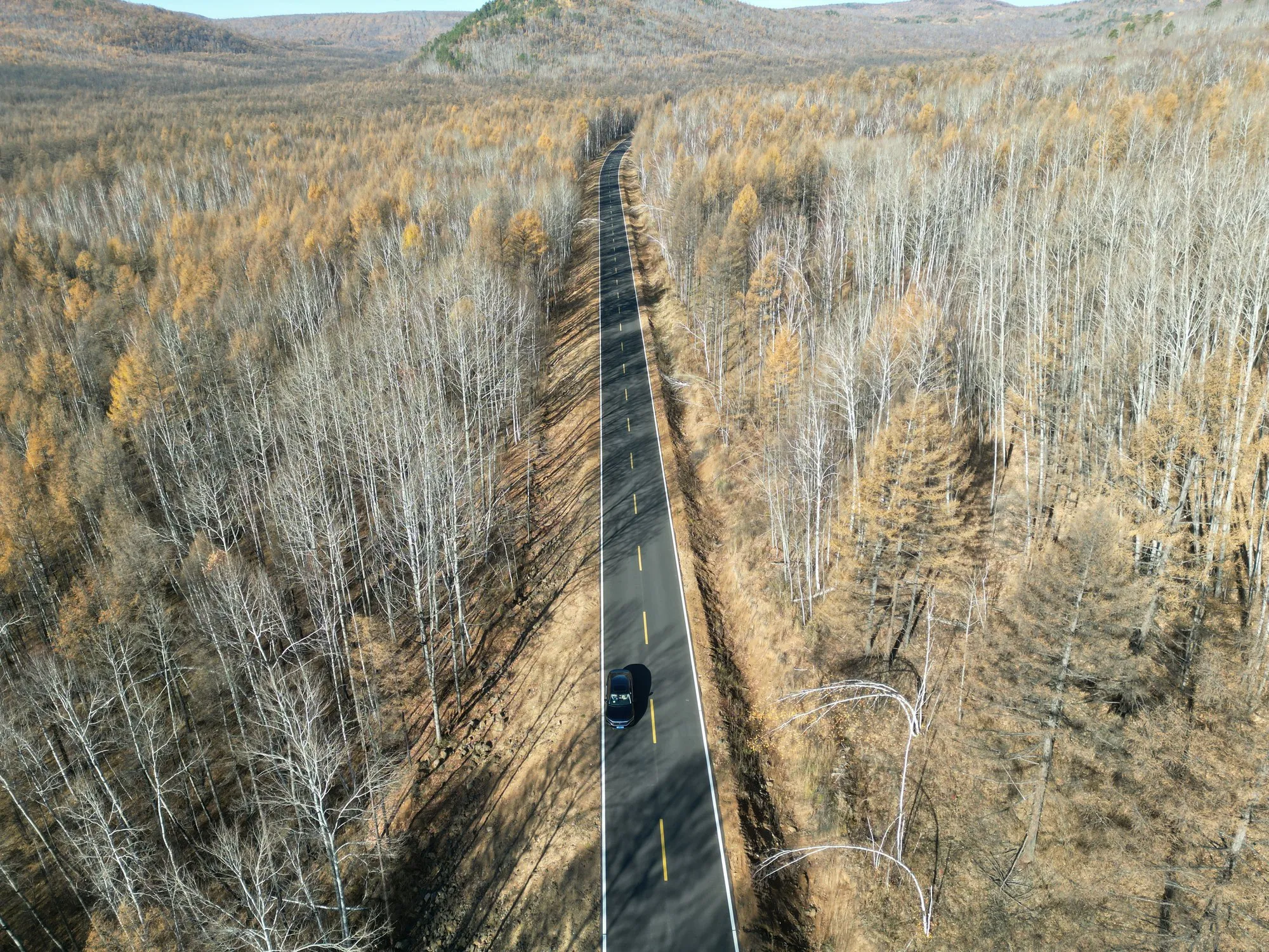 Road through a birch forest