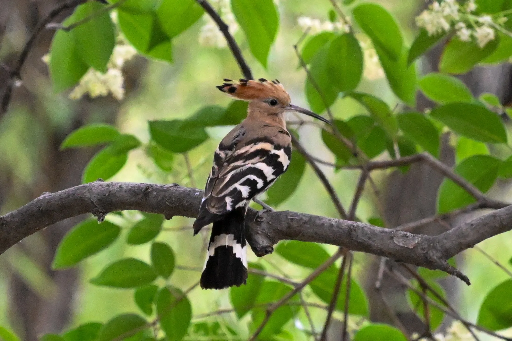 Eurasian hoopoe