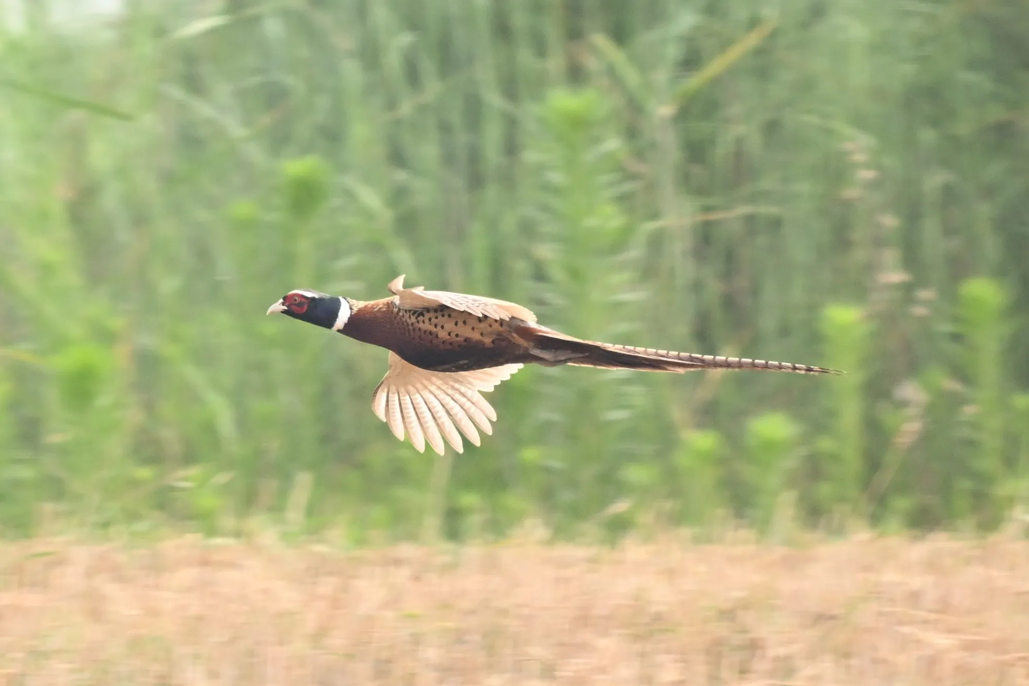 Ring-necked pheasant taking off