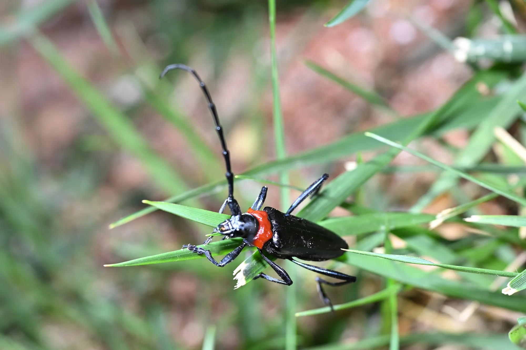 Red-necked longhorn beetle